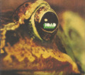 TOAD - Toad - CD 1971 Krautrock Second Battle Psychedelic